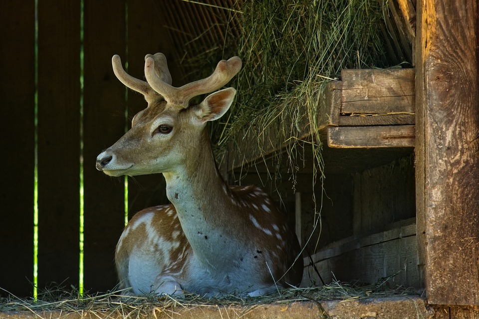 fallow-deer-3489085_960_720.jpg