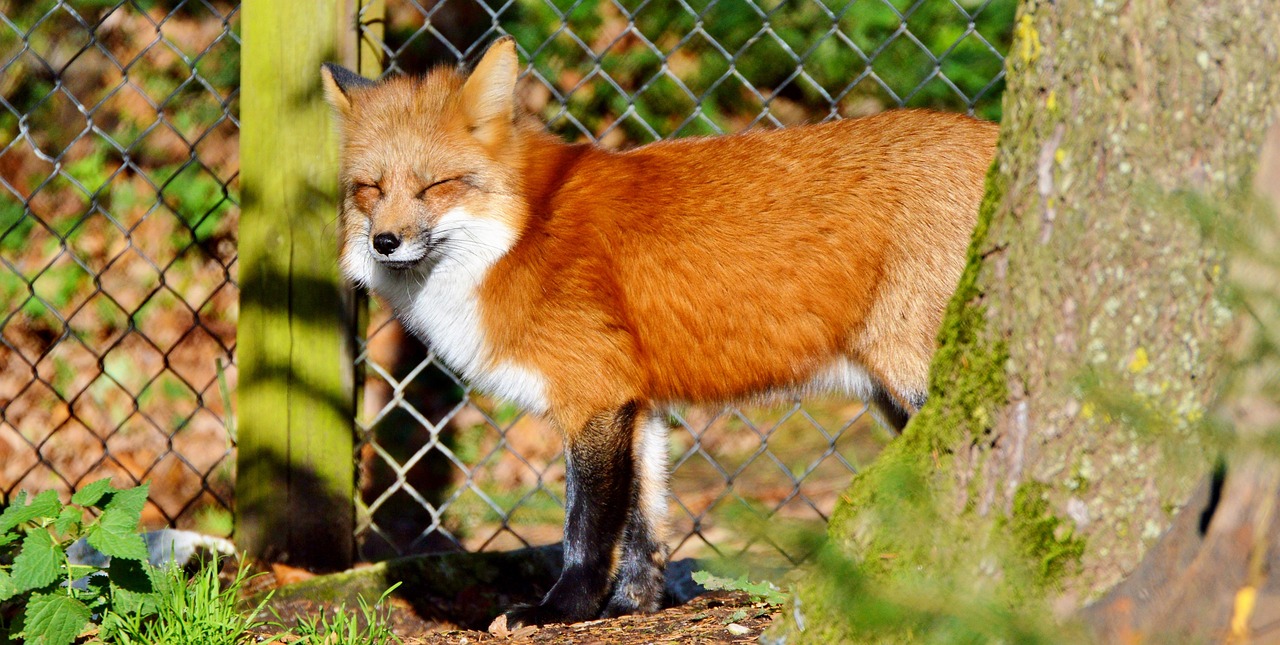 fox-3031694_1280.jpg