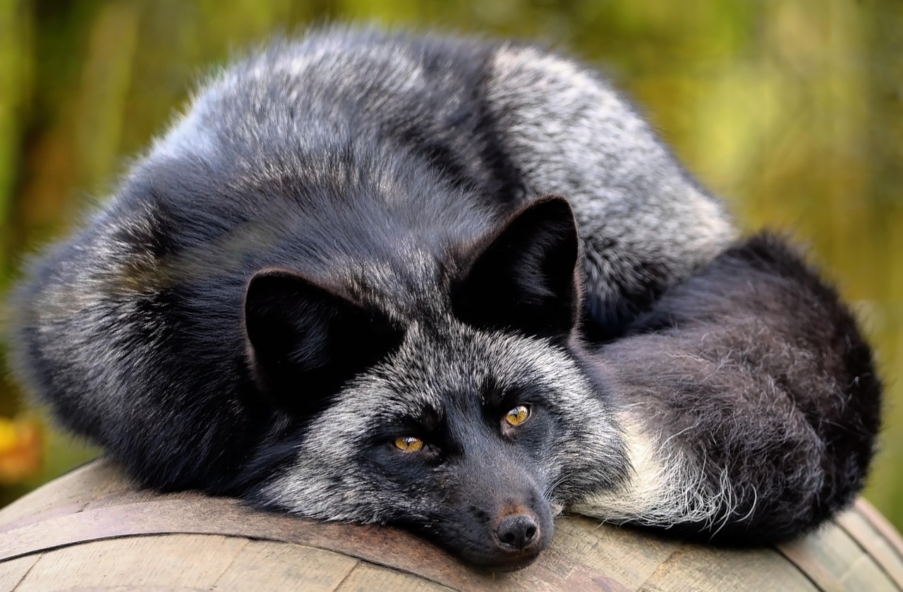 fox-7637062_1280.jpg