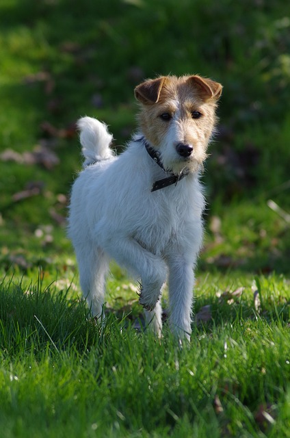 fox-terrier-gc983ee9af_640.jpg