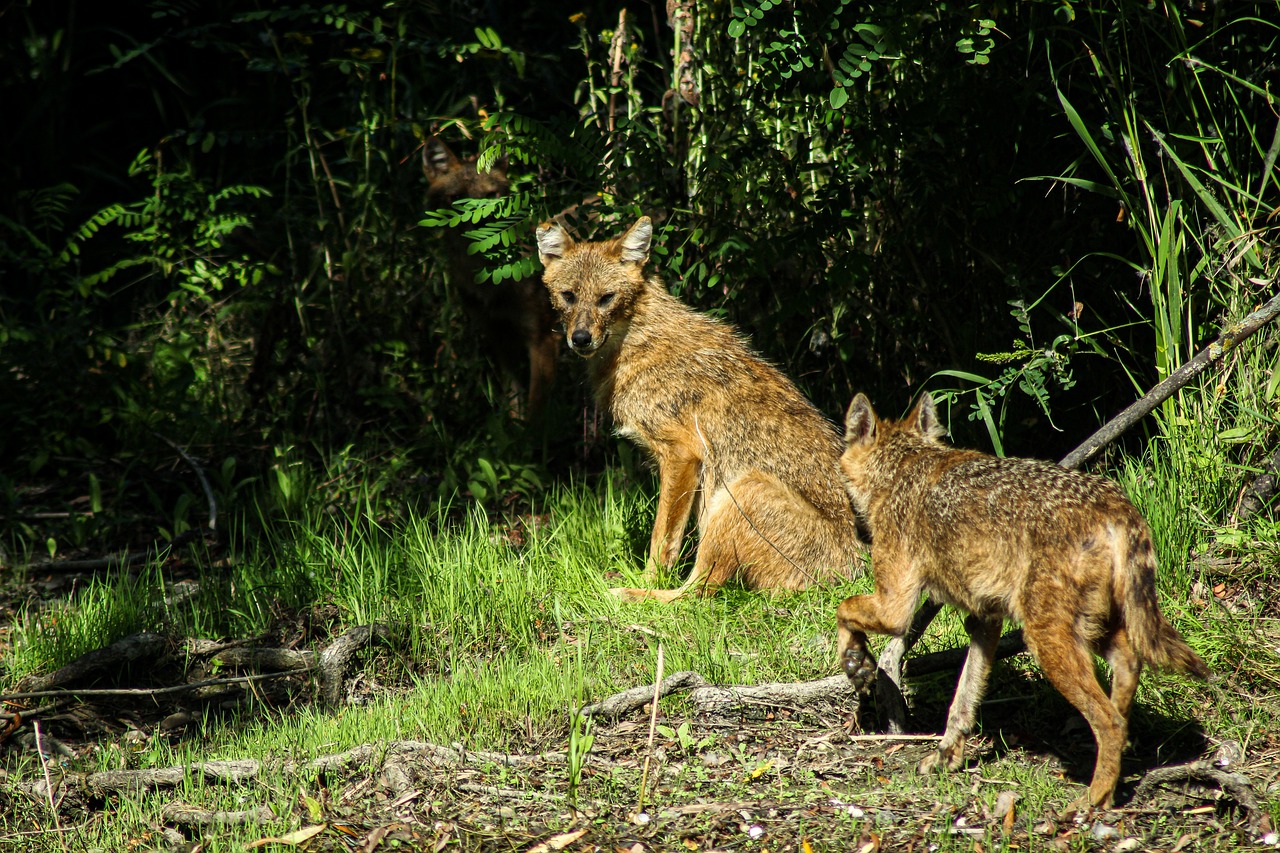 golden-jackal-g3f74a7b00_1280.jpg