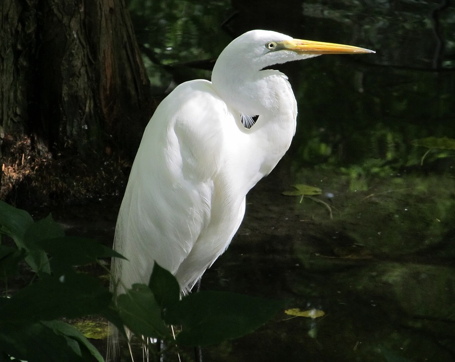 great-egret-1574981_960_720.jpg