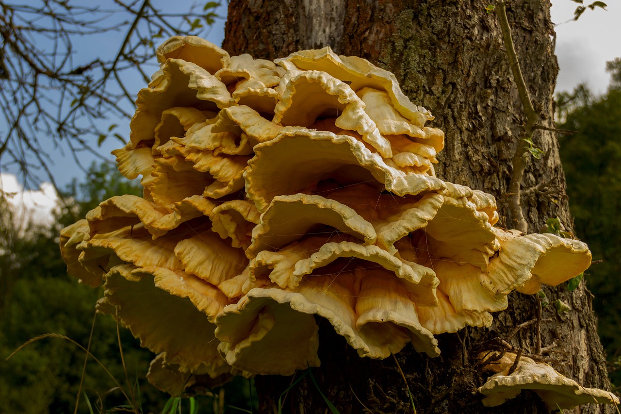 laetiporus-sulphureus.jpg