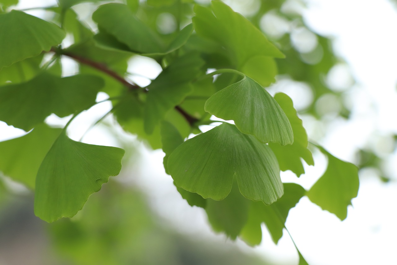 leaf-3295525_1280.jpg