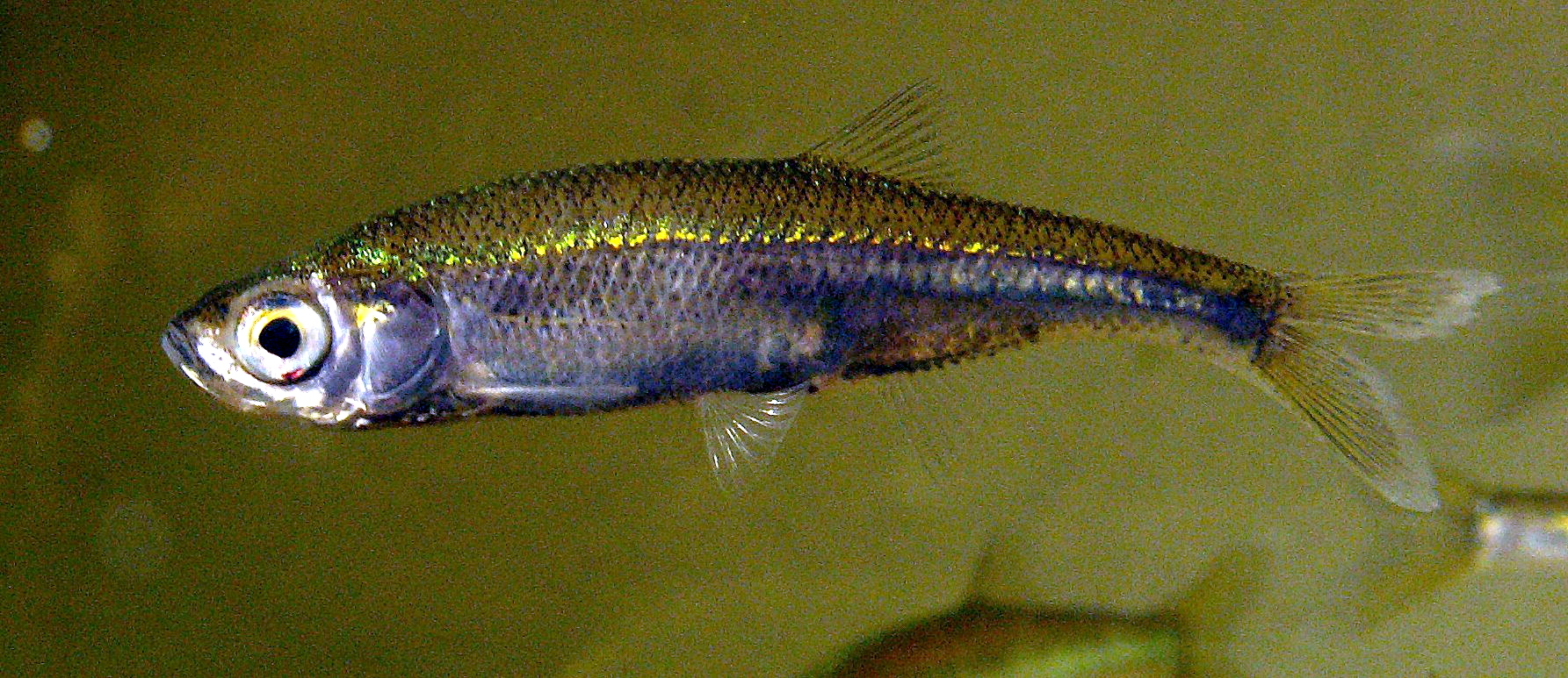 leucaspiusdelineatusmale.jpg