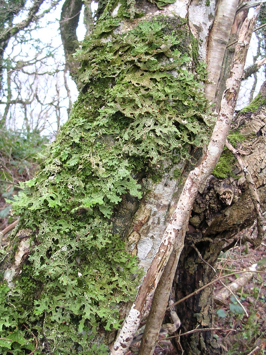 lobaria_pulmonaria_2_saxifraga-sasha_van_der_sleesen.jpg