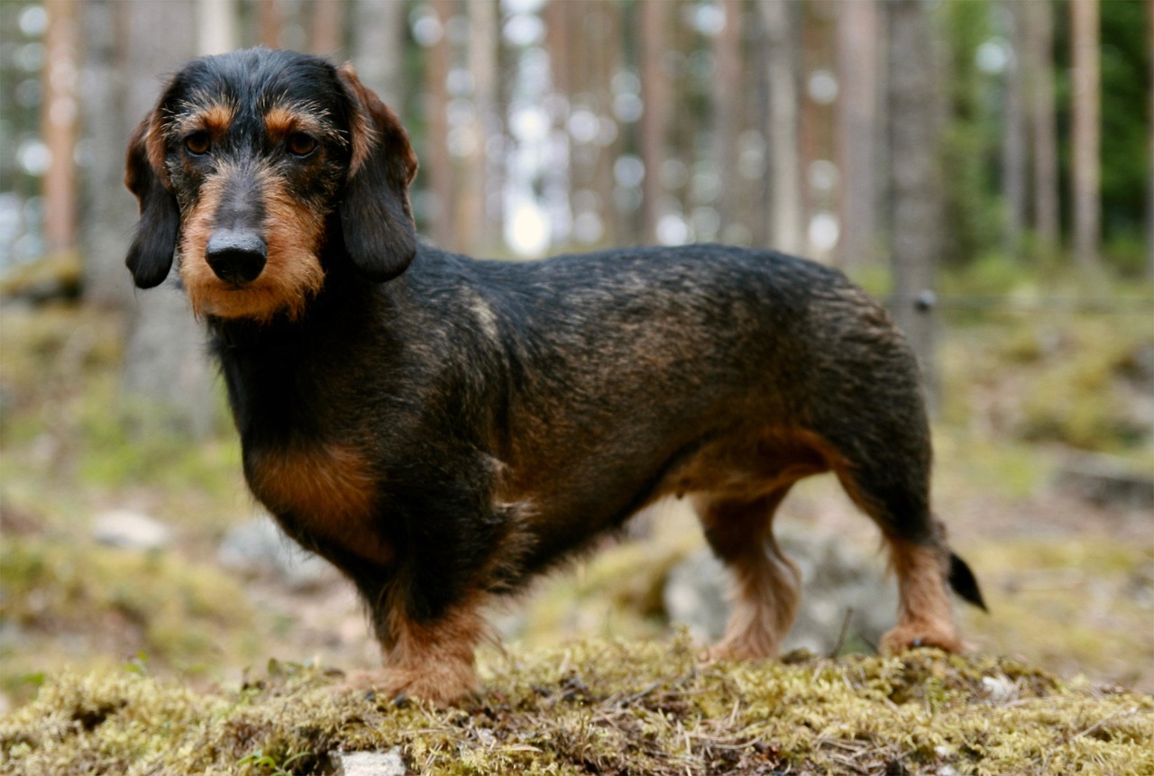 mammal-3224861_1280.jpg