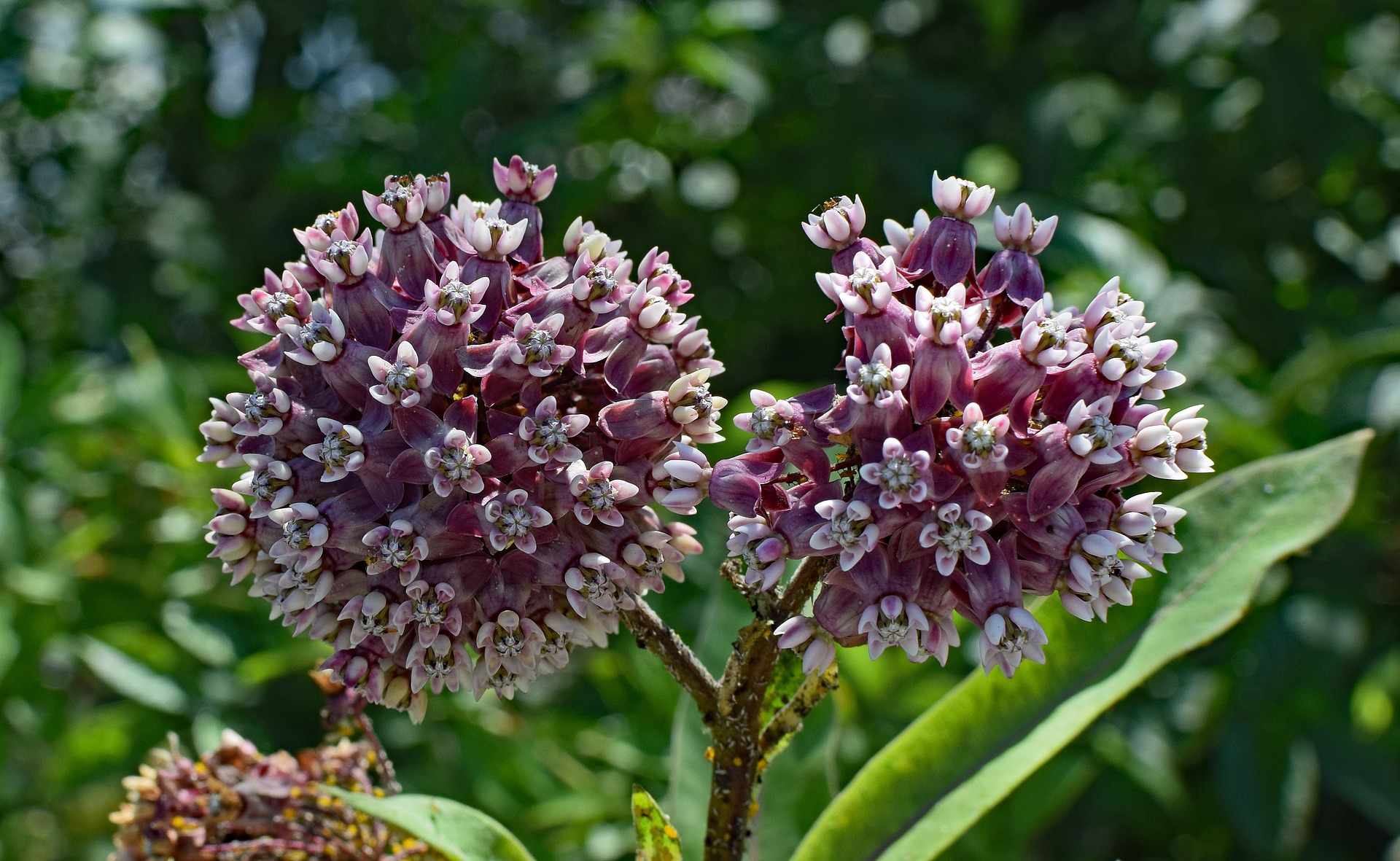 milkweed-2455863_1920.jpg