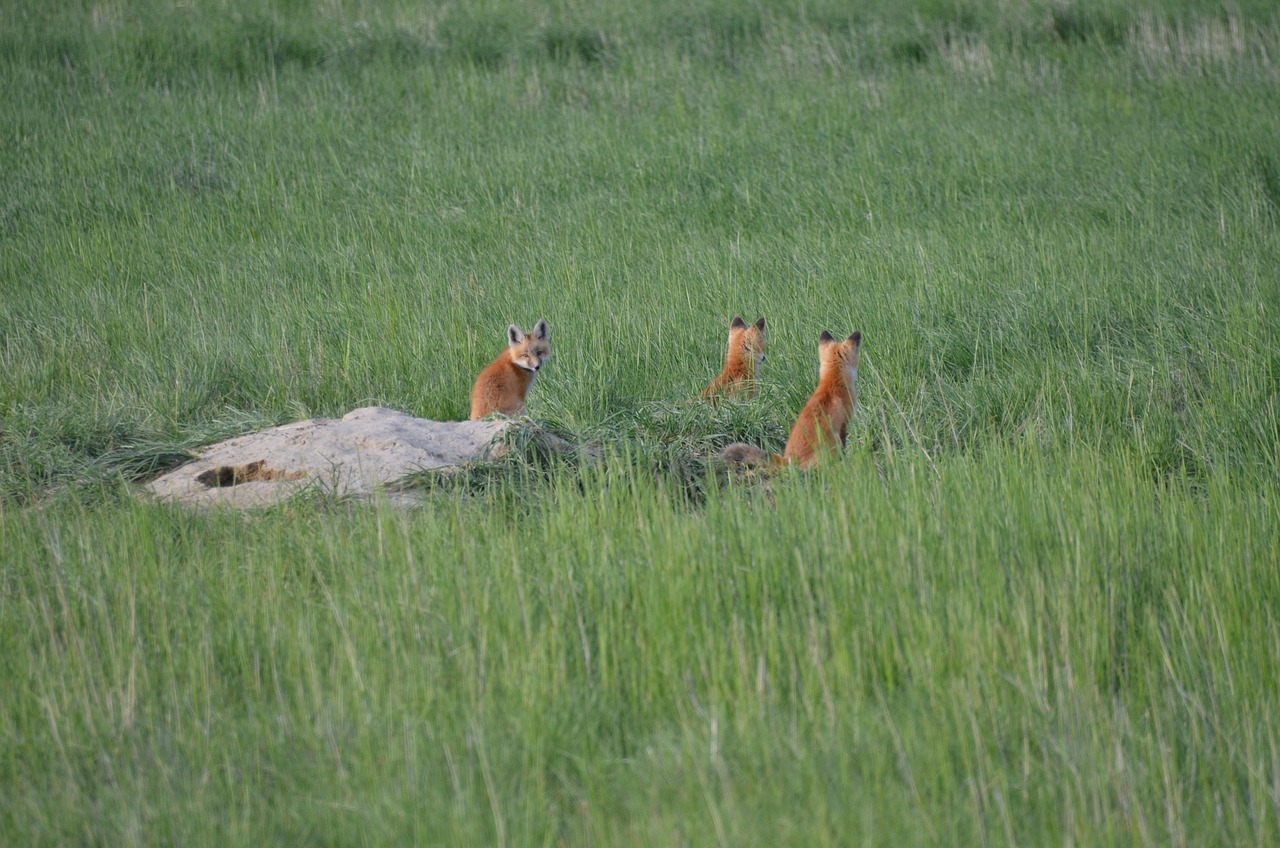 nature-1627192_1280.jpg