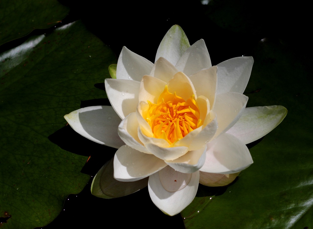 nymphaea-alba-5343051_1280.jpg