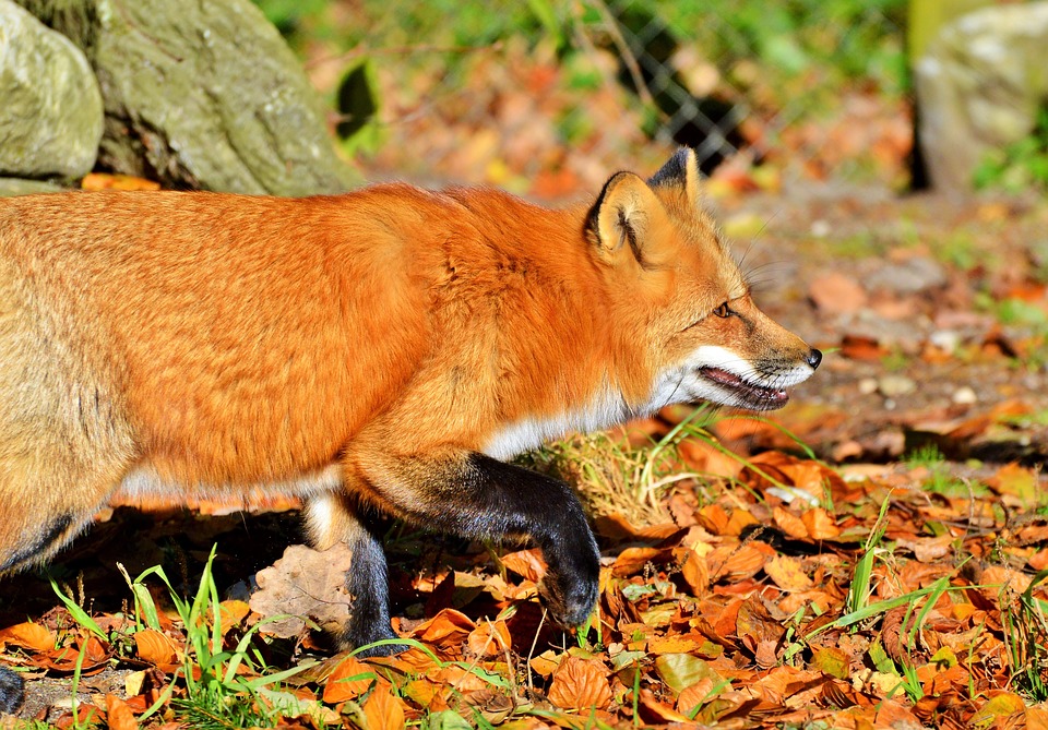 red-fox-3721183_960_720.jpg
