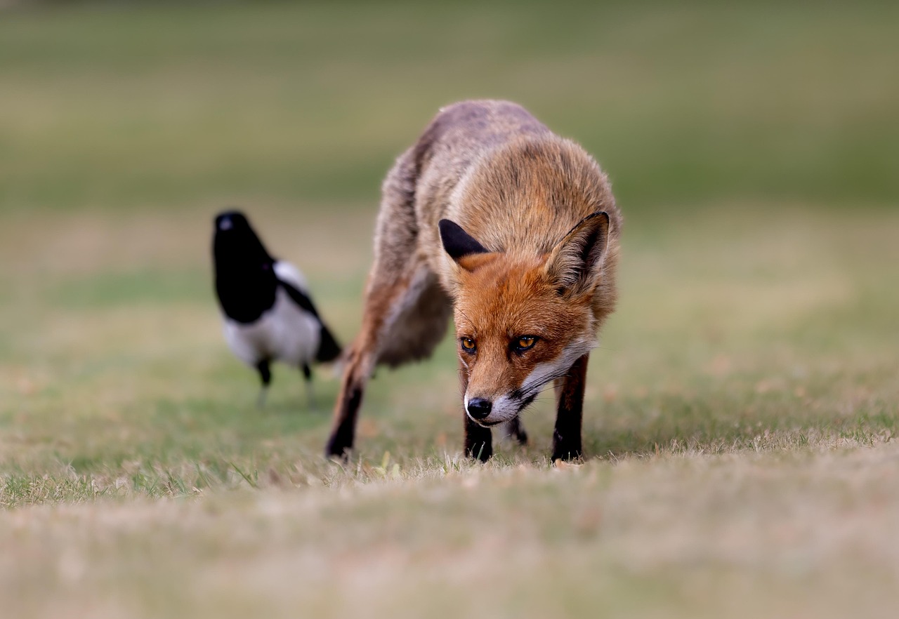red-fox-8126435_1280.jpg