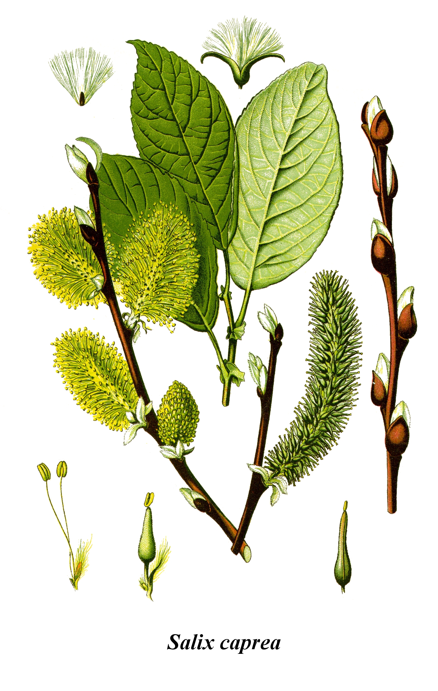 salix_caprea.jpg