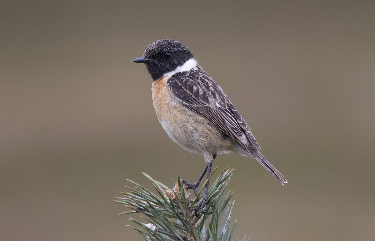 saxicola_torquata_10_roodborsttapuit_male_saxifraga-mark_zekhuis.jpg