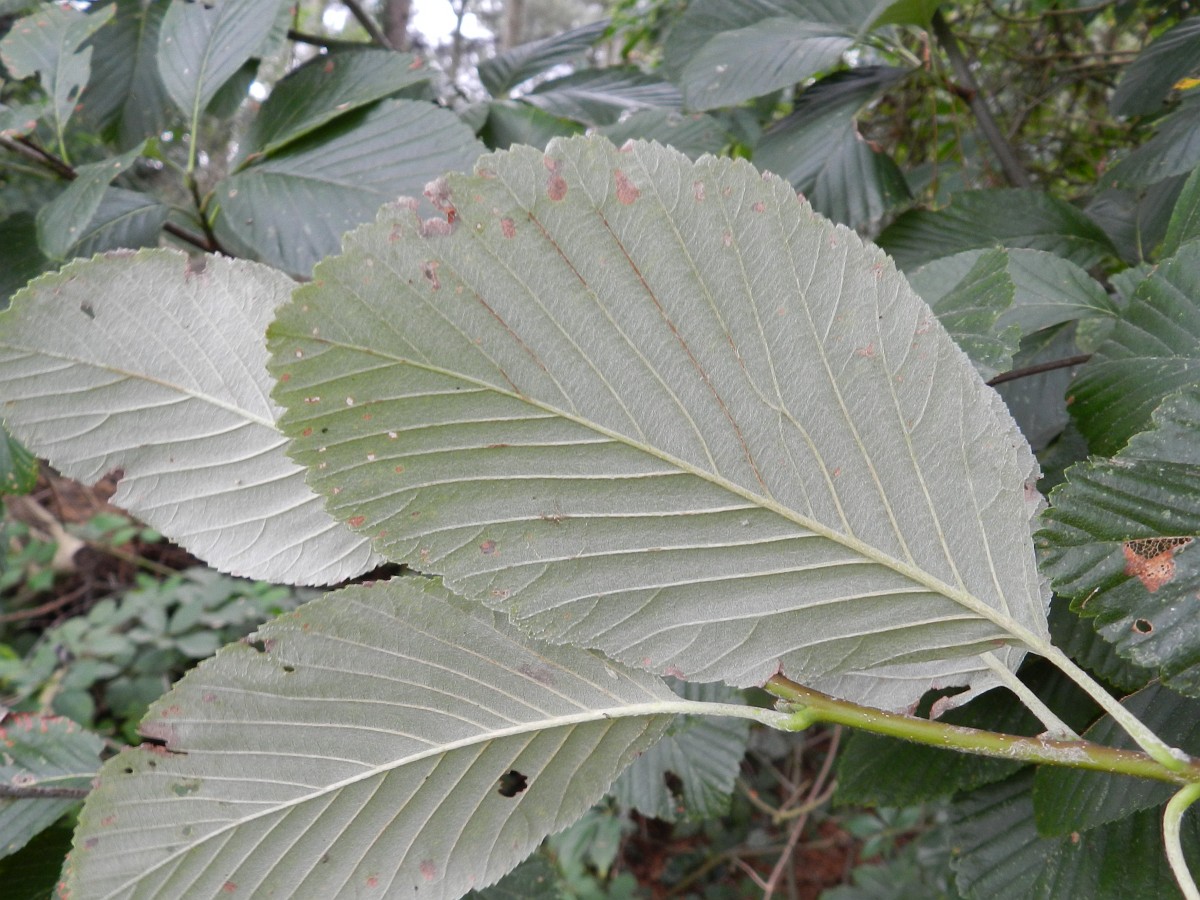 sorbus_aria_12_meelbes_saxifraga-rutger_barendse.jpg