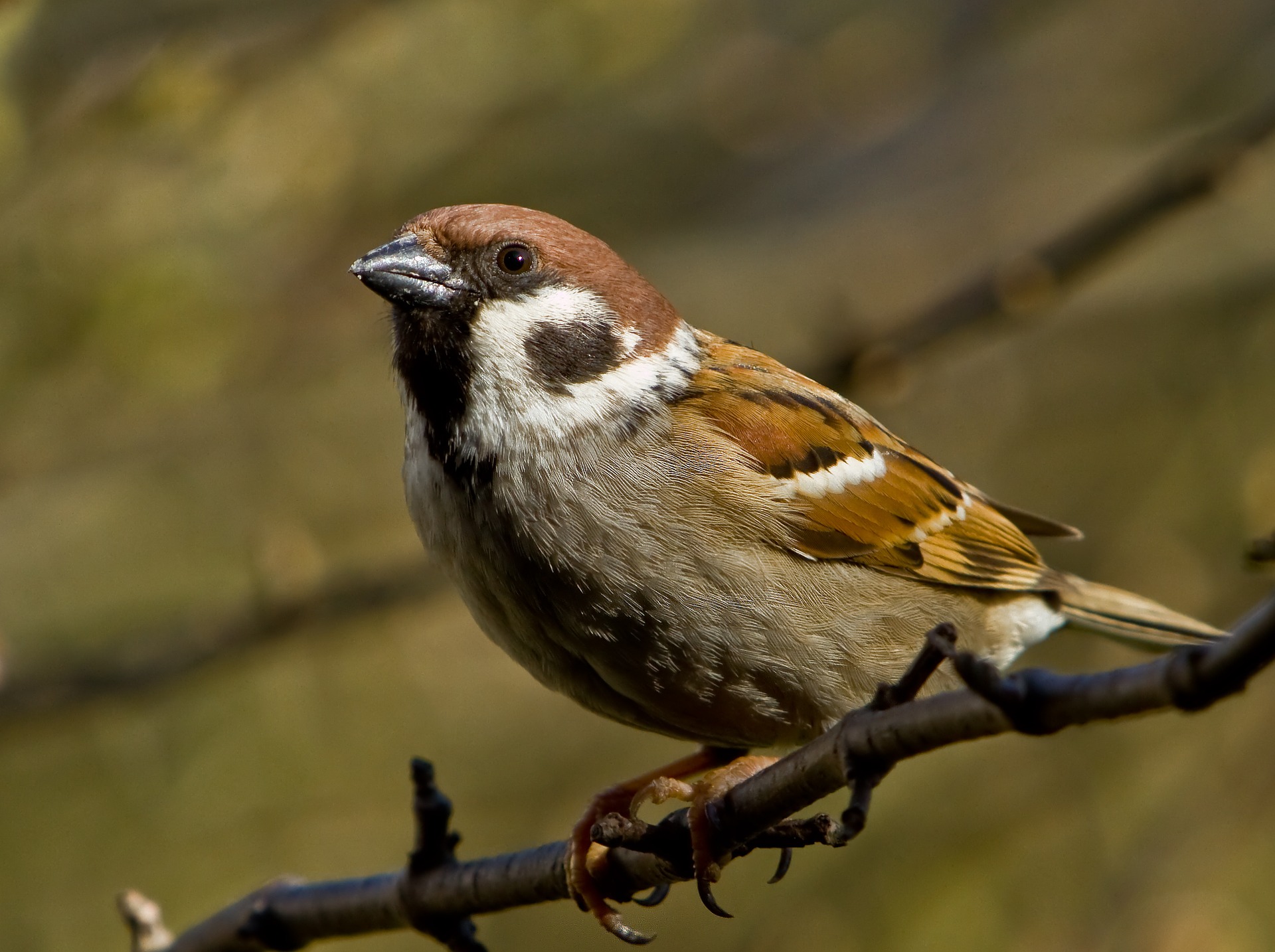 sparrow-1744751_1920.jpg
