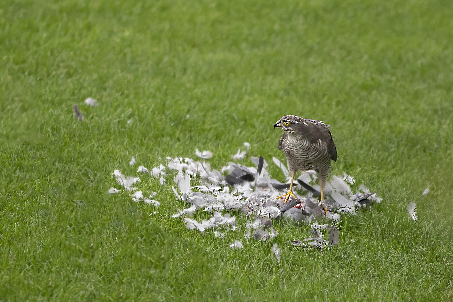 sparrowhawk-g5e2583ee7_1920.jpg