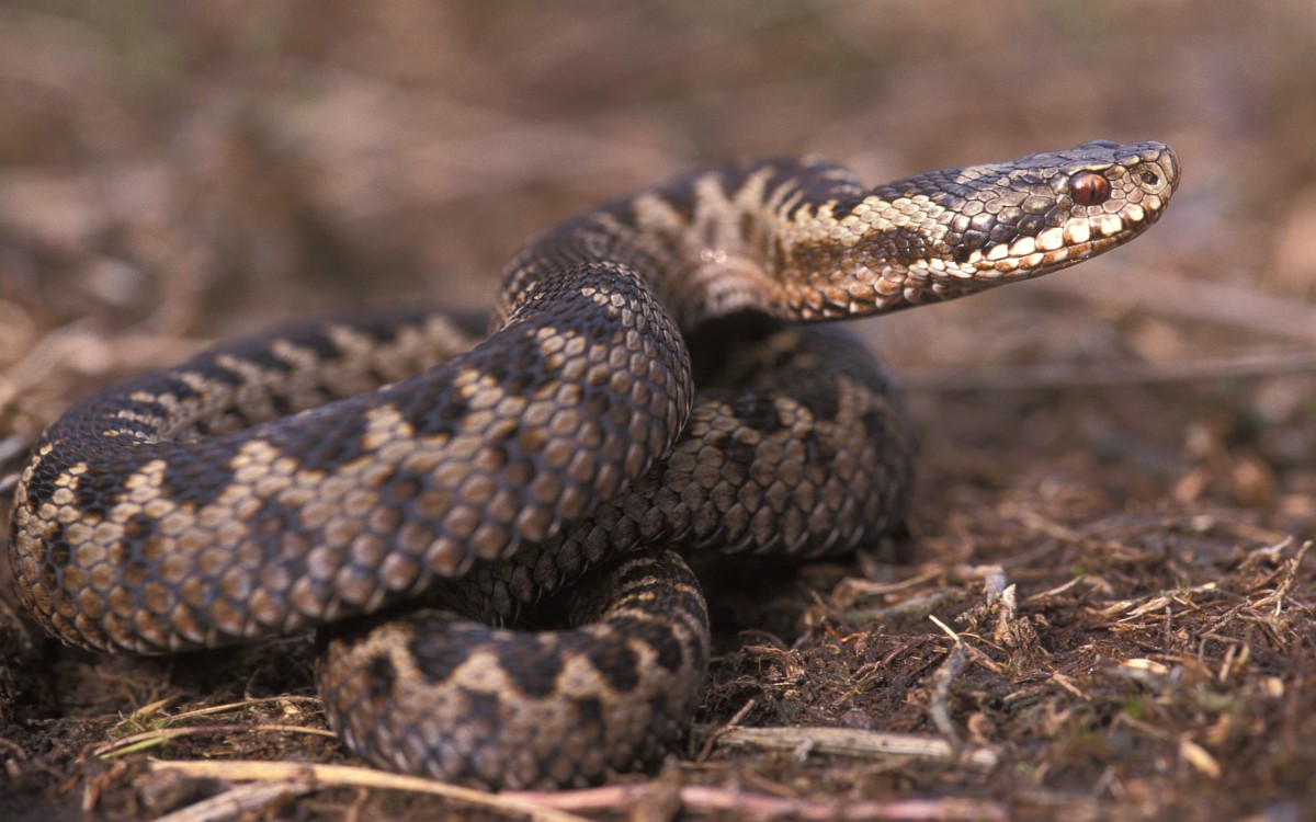 vipera_20berus_2015_20adder_20saxifraga-edo_20van_20uchelen.jpg