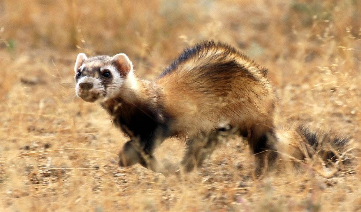 wild_steppe_polecat_cropped_web.jpg