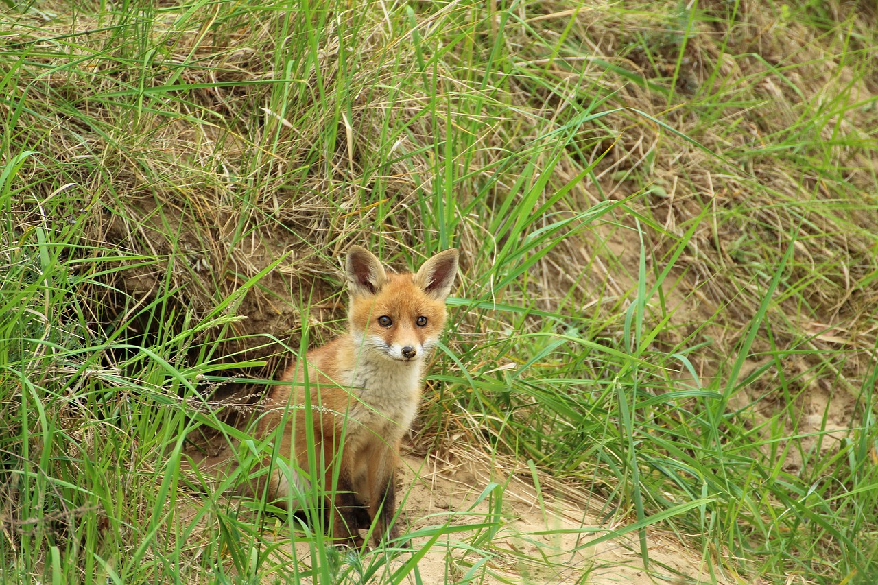 young-fox-1404017_1280.jpg