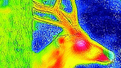 flirone_outdoor_thermal_deer-767x1024.jpg