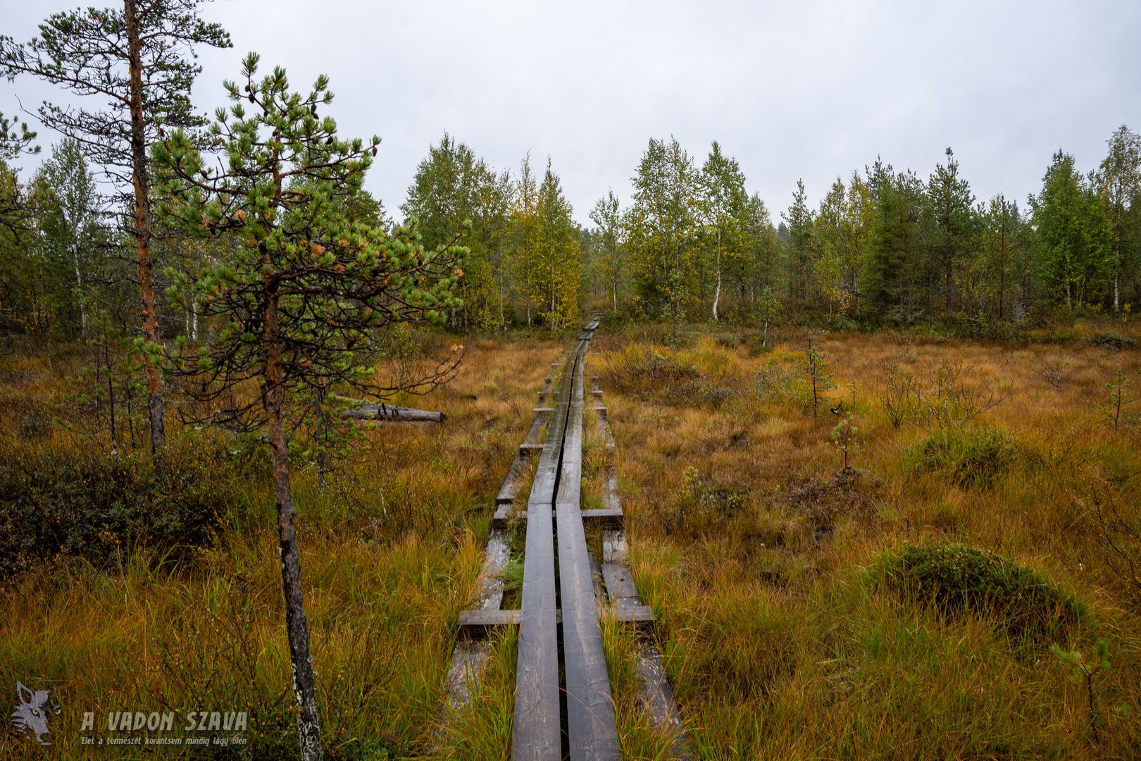 Áfonya, moha, sziklák, rének - gyalogtúra Lappföldön