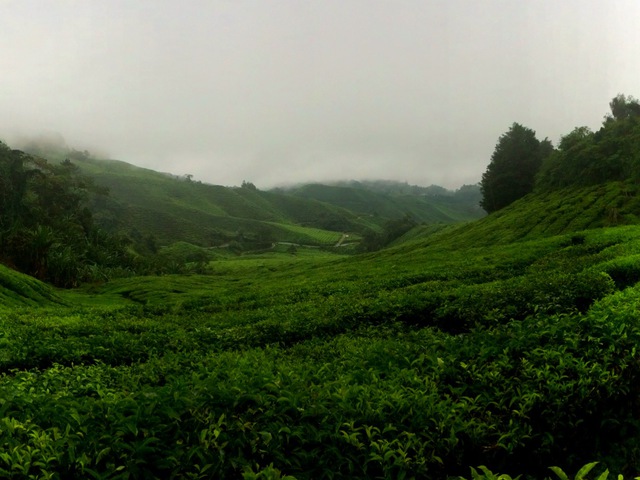 Cameron Highlands, Tanah Rata 2. nap