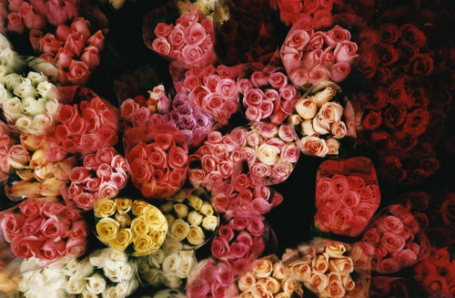valentinesdayroses2.jpg