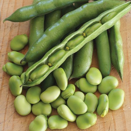 broad beans.jpg