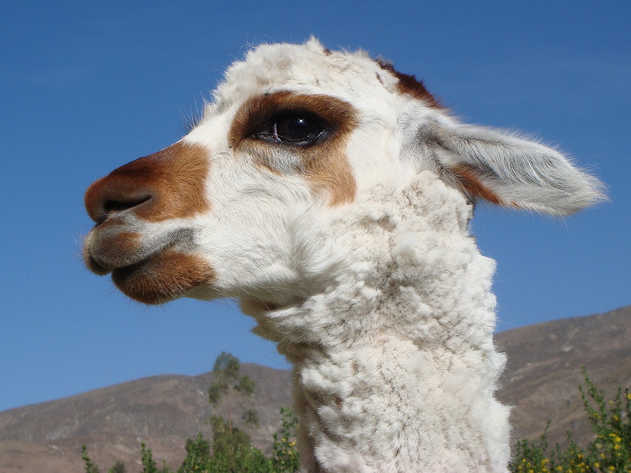 alpaca-2677592_1280.jpg