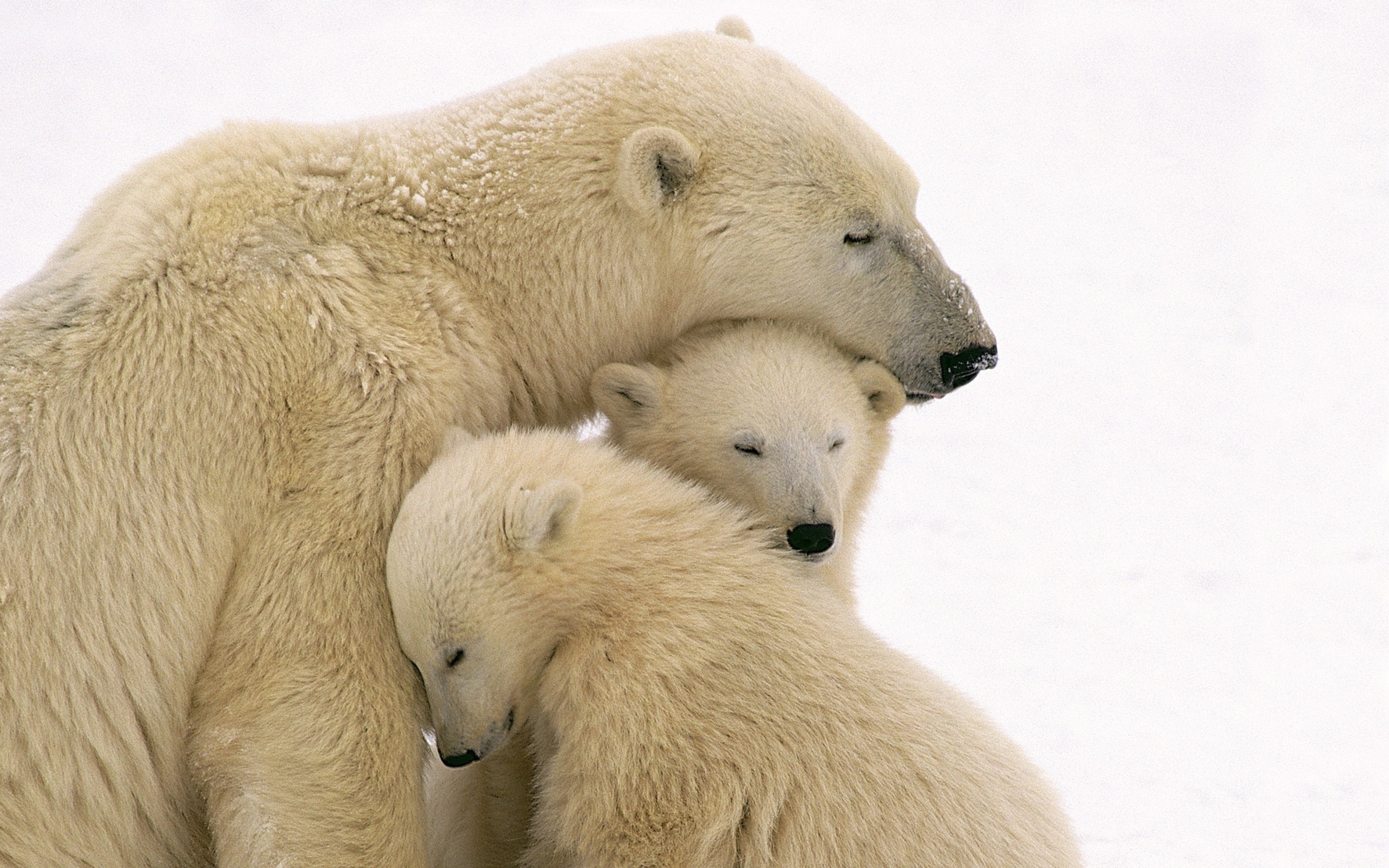 polar_bears_care_family_babies_51522_3840x2400.jpg