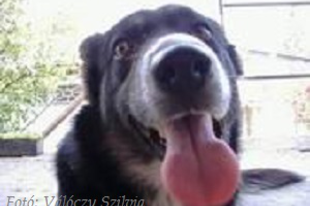 Válóczy Szilvia: Kutyám a barátom