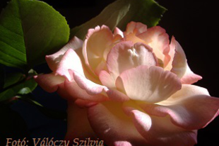 Válóczy Szilvia: Rózsák mögött