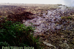Válóczy Szilvia: Lomha Duna partján
