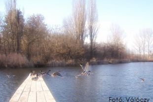 Válóczy Szilvia: A tónál