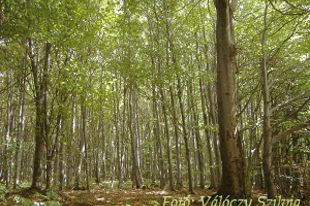 Válóczy Szilvia: Ha erdőben jársz
