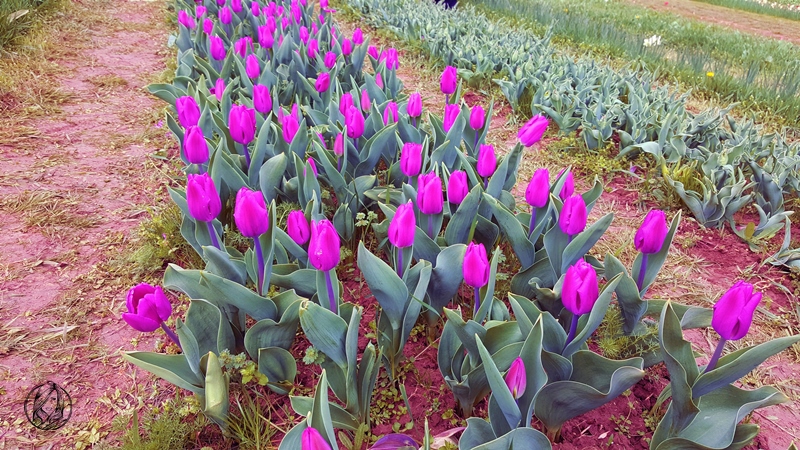 tulipanoklogos800x450.jpg