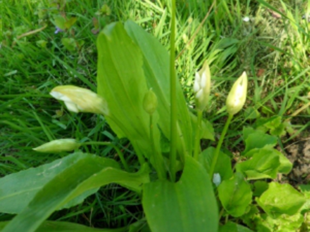 Medvehagyma - Allium ursinum