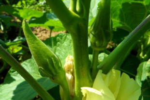 Bámia — Okra — Bhindi — Abelmoschus esculentus — Hibiscus esculentus