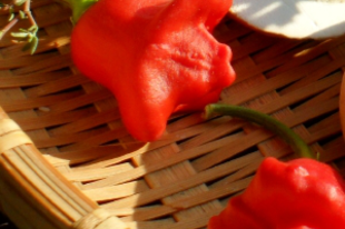 A chili paprika csodálatos tulajdonságai