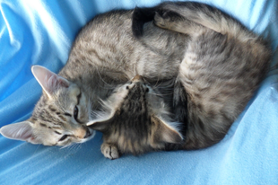 Alvóhely kiscicáknak