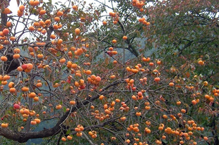 Hurma, datolyaszilva - Diospyros kaki - az őszi kert utolsó ajándéka