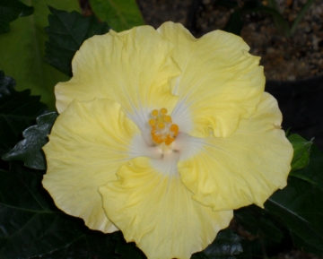 hibiszkuszkis004.jpg