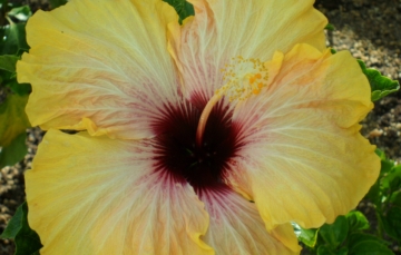 hibiszkuszkis007.jpg