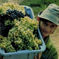 Időkapszula: NB I. 1985/86 14. forduló