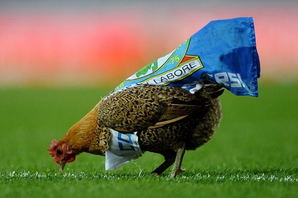 A chicken walks across the pitch during the Barclays Premier League match between Blackburn Rovers and Wigan Athletic-823140.jpeg
