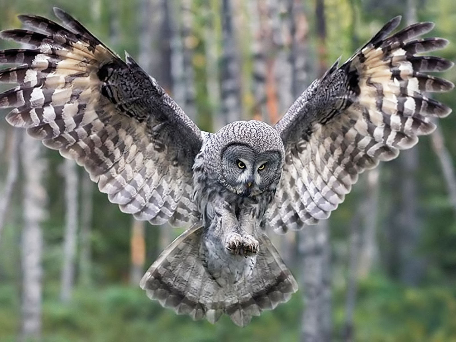 Owl6.jpg