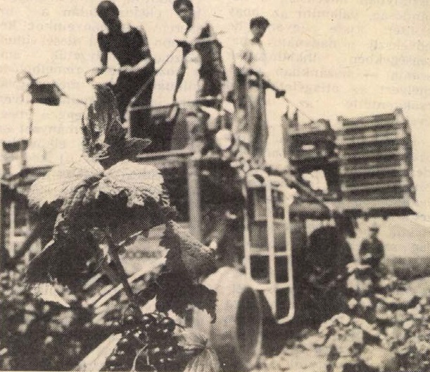 idokapszula_nb_i_1984_85_tavaszi_zaras_az_nb_ii_es_a_harmadik_vonal_tolcsvai_bekeharcos_tsz.jpg