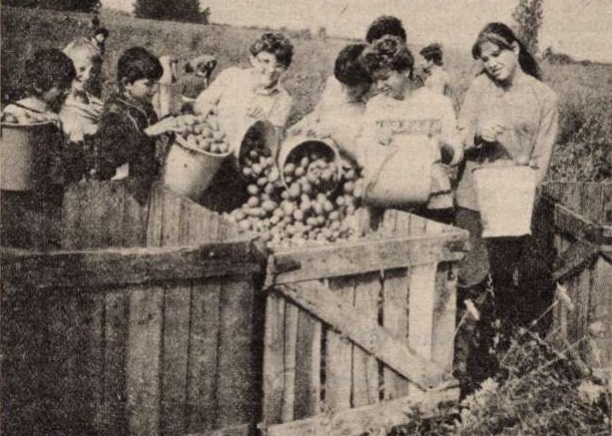 idokapszula_nb_i_1985_86_13_fordulo_korosszegapati_korosvidek_termeloszovetkezet.jpg