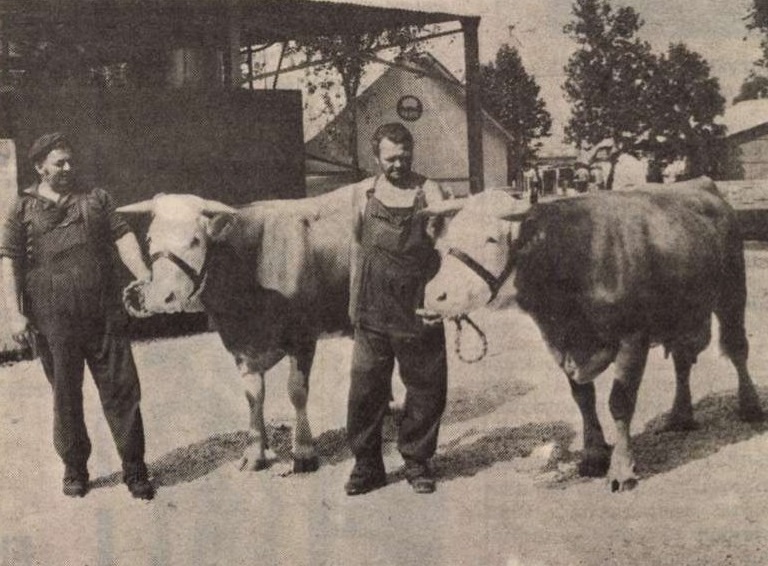 idokapszula_nb_i_1985_86_3_fordulo_omek_csepregi_allami_tangazdasag.jpg